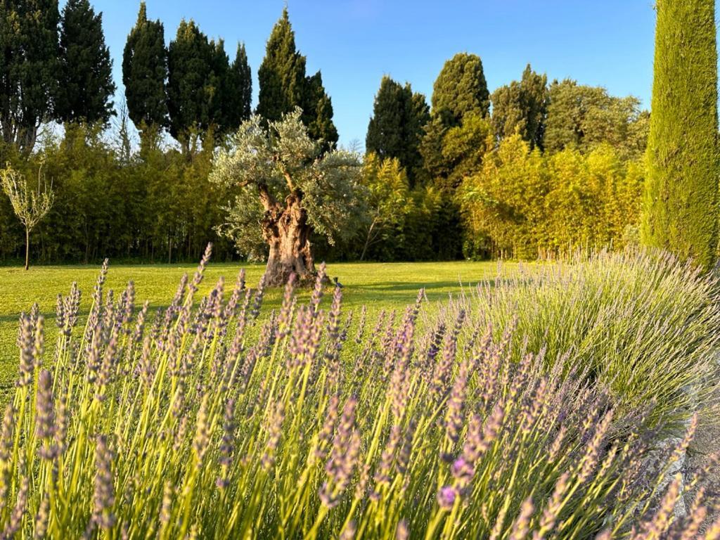 Hotel Mas Des Bambous Saint-Rémy-de-Provence Esterno foto